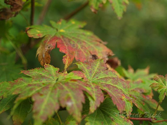 Acer pseudosieboldianum Herbst.jpg - Acer pseudosieboldianum Herbst